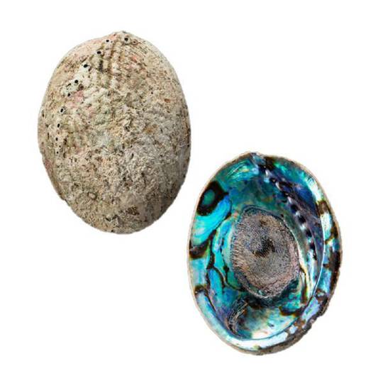 Paua Shell for Smudging